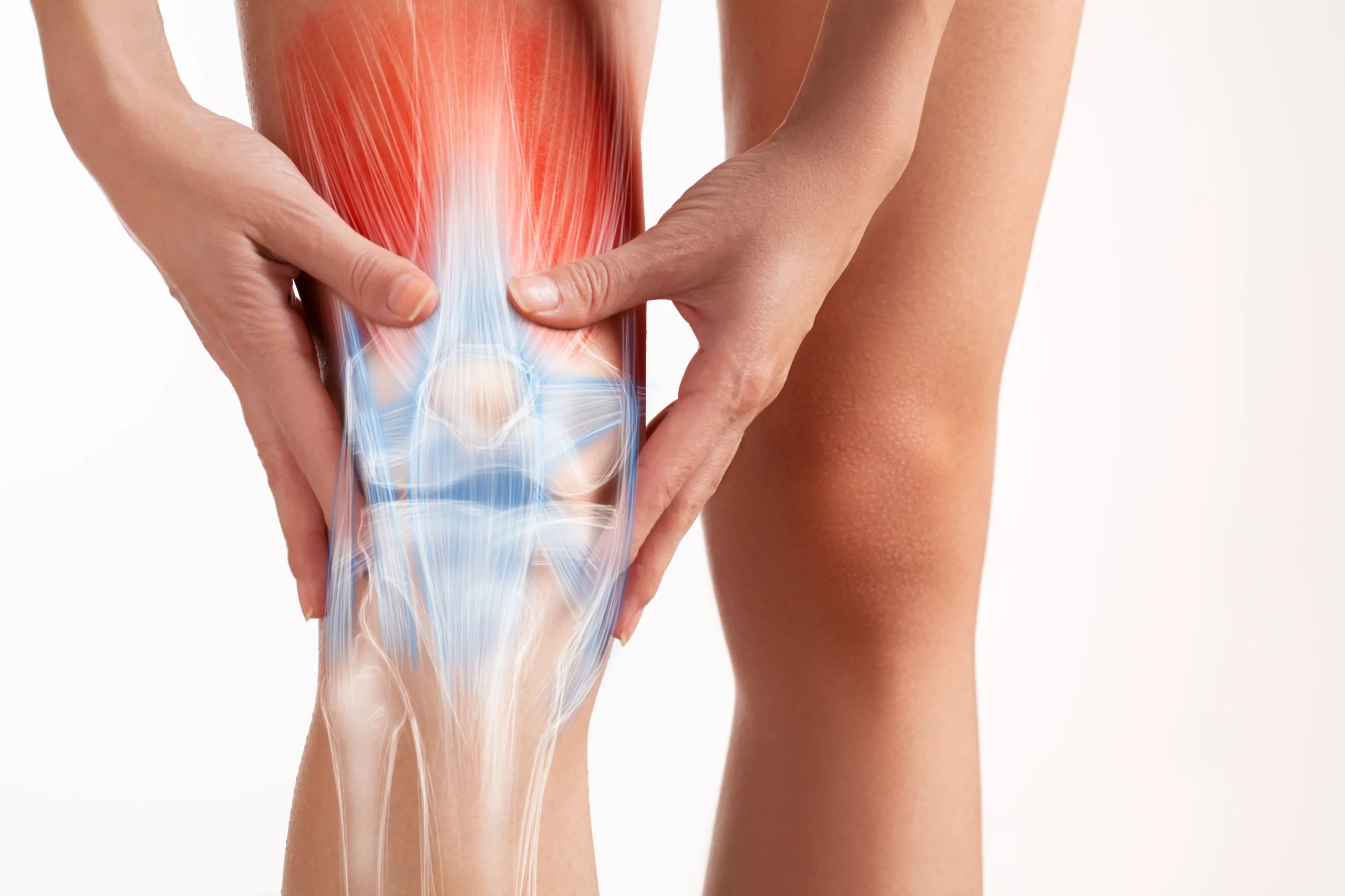 the knee joint