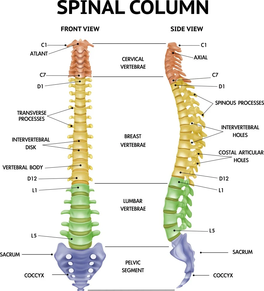 Featured image for “Chiropractor for Back and Neck Pain in Edmonton?”